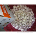 Export Normal White Garlic